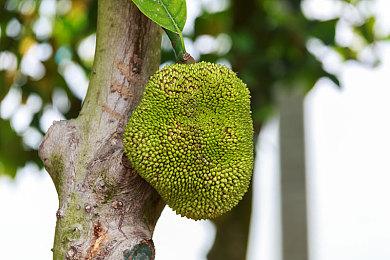 《街头霸王5：冠军版》秋更直播11月24日上午进行 介绍卢克